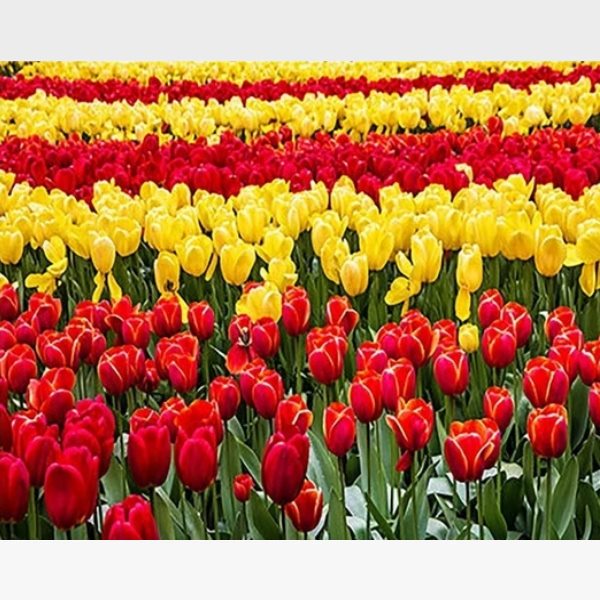 Abstract Red Yellow Tulips  DIY Painting By Numbers Kit - Painting By Numbers Kit - Artwerkes 