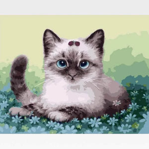 DIY Persian Cat Paint By Numbers Kit Online  - Tabby John - Painting By Numbers Kit - Artwerkes 