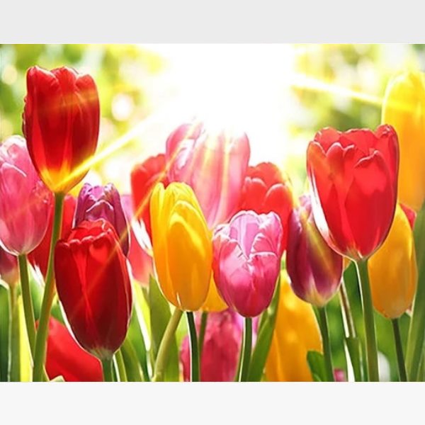 Tulip Painting By Numbers Kit - Painting By Numbers Kit - Artwerkes 